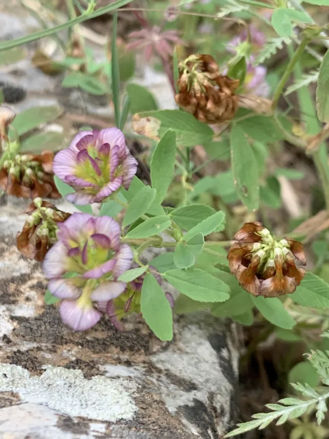 Trifolium grandiflorum