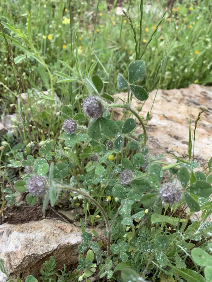 Trifolium hirtum