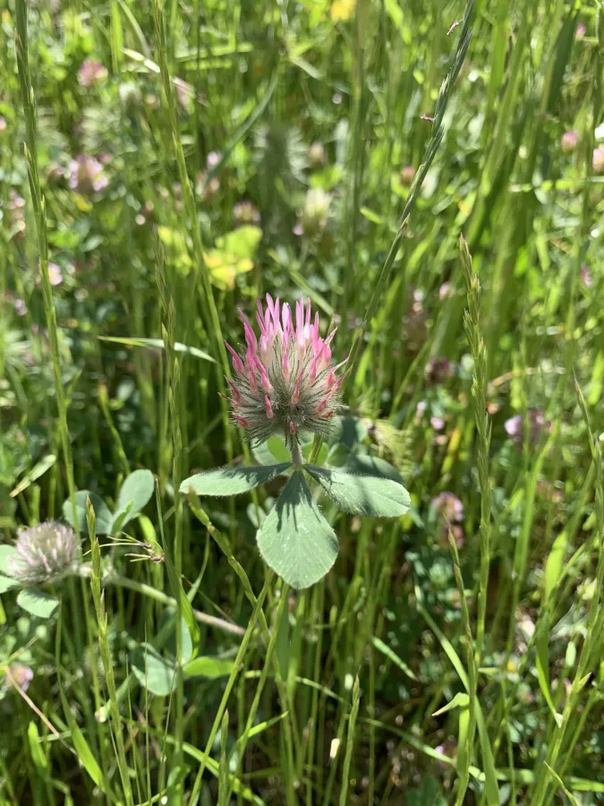 Trifolium hirtum