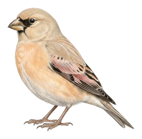 Desert Finch
