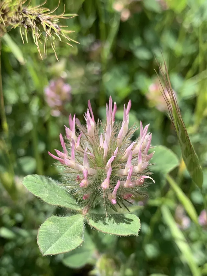 Trifolium hirtum
