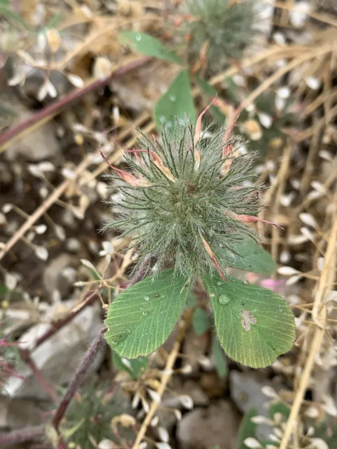 Trifolium hirtum