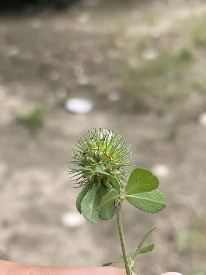 Trifolium lappaceum
