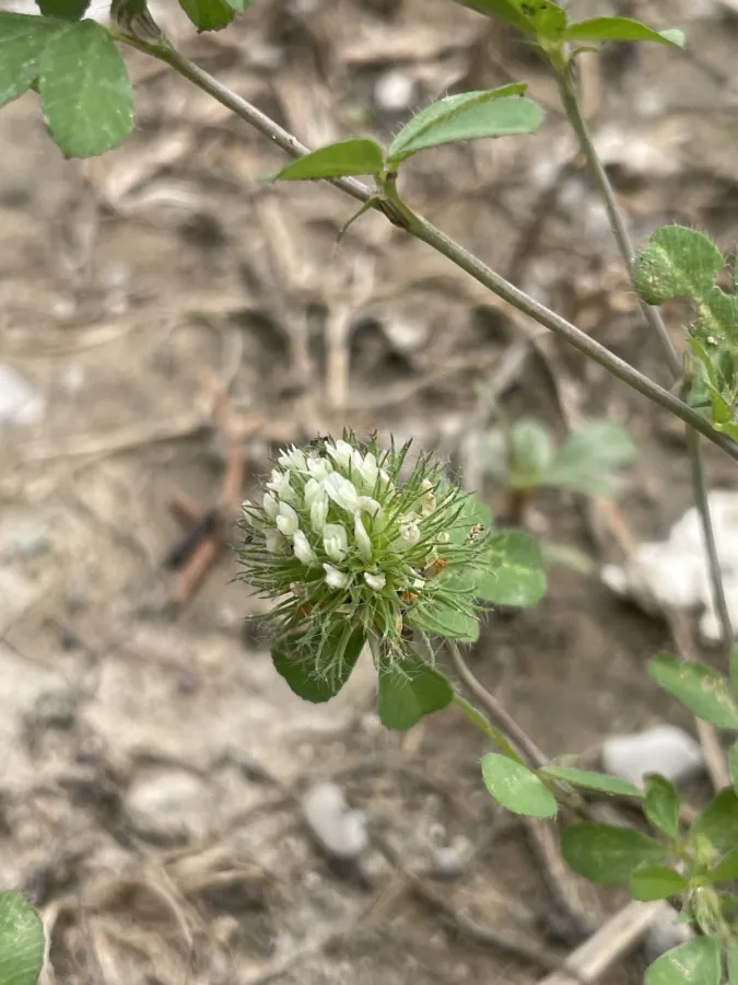Trifolium lappaceum
