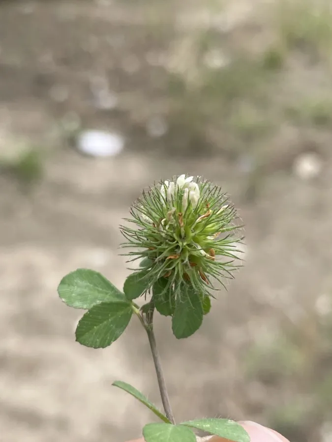 Trifolium lappaceum
