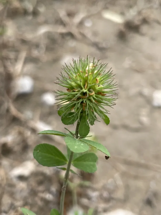 Trifolium lappaceum