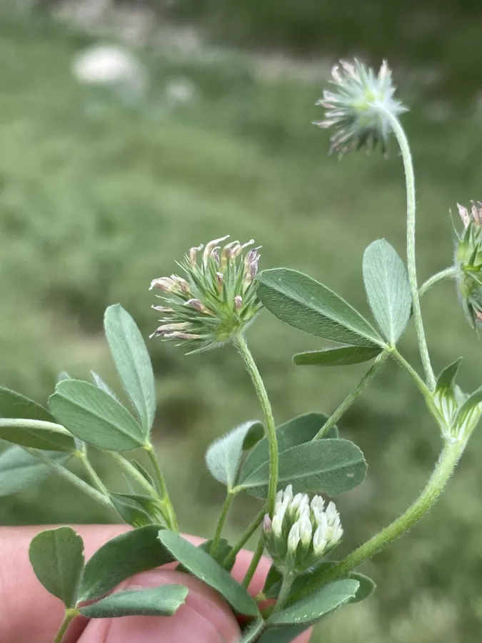 Trifolium leucanthum