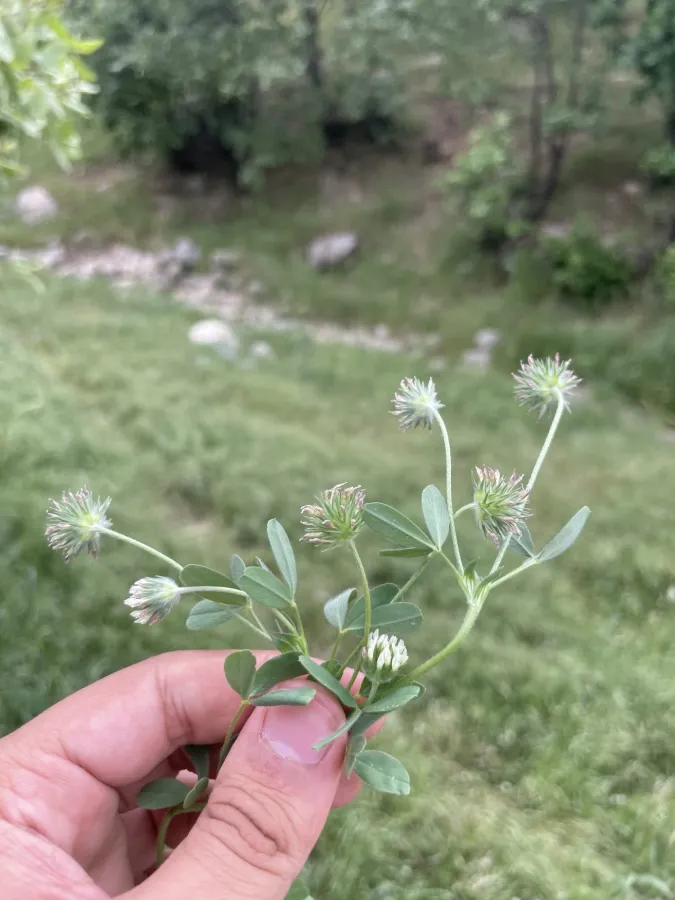 Trifolium leucanthum