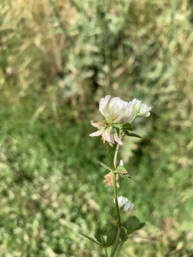 Trifolium nigrescens