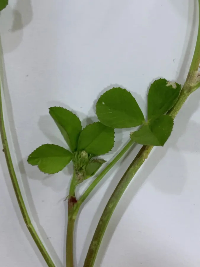 Trifolium nigrescens