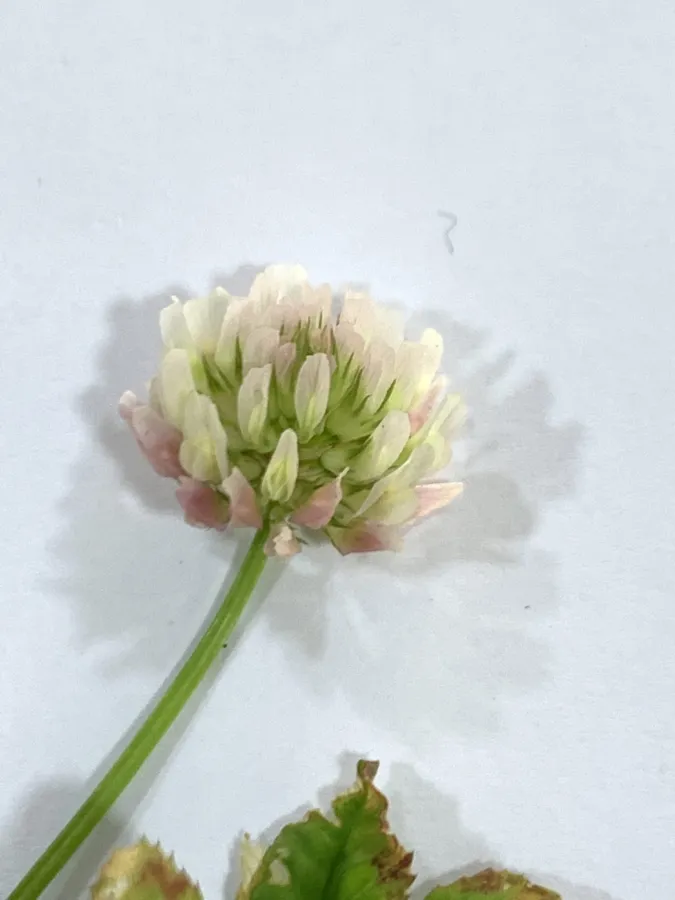 Trifolium nigrescens