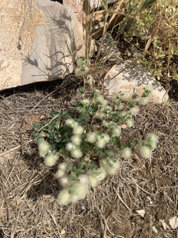 Trifolium pilulare