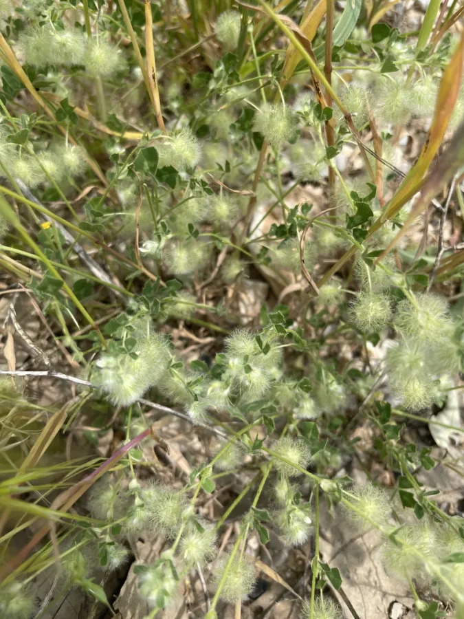 Trifolium pilulare
