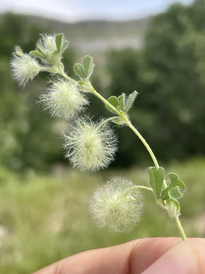 Trifolium pilulare