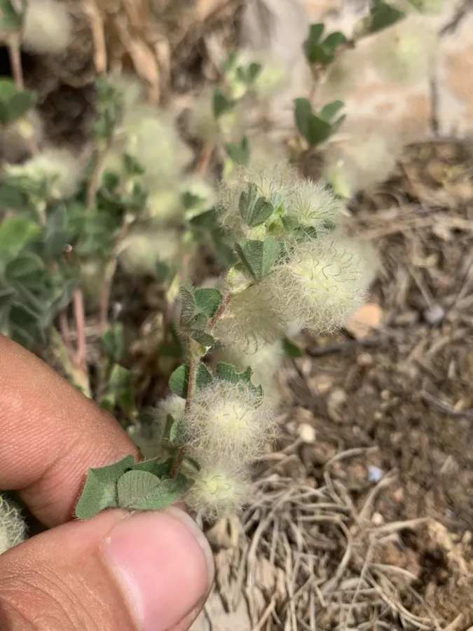 Trifolium pilulare