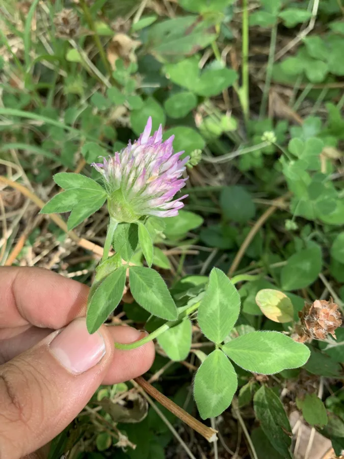 Trifolium pratense