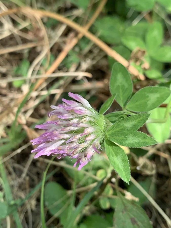 Trifolium pratense