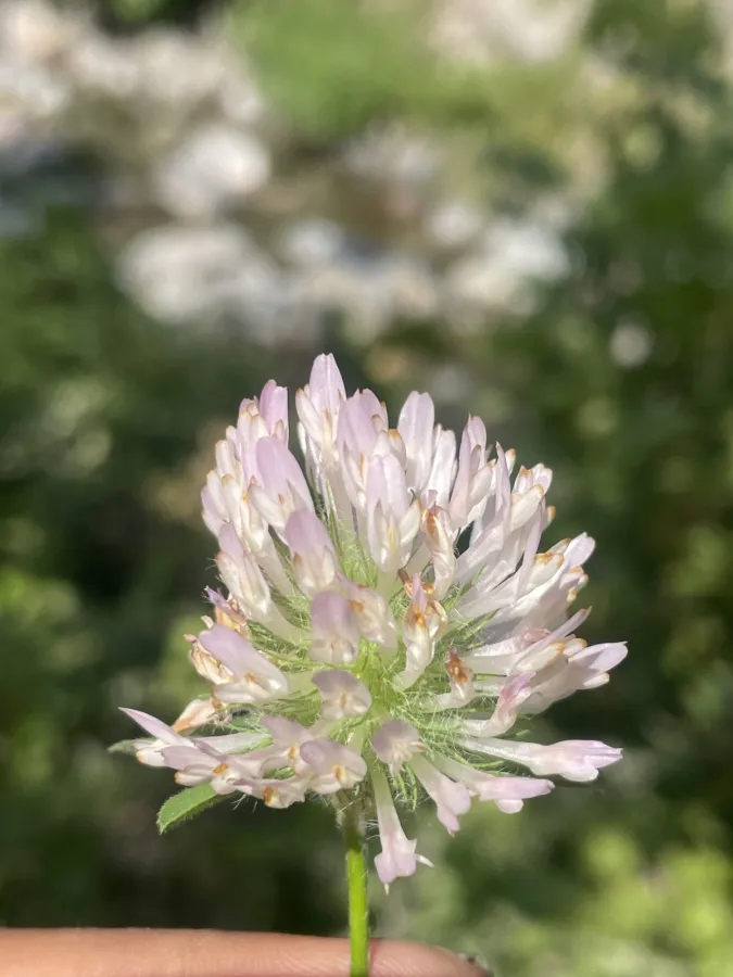 Trifolium pratense