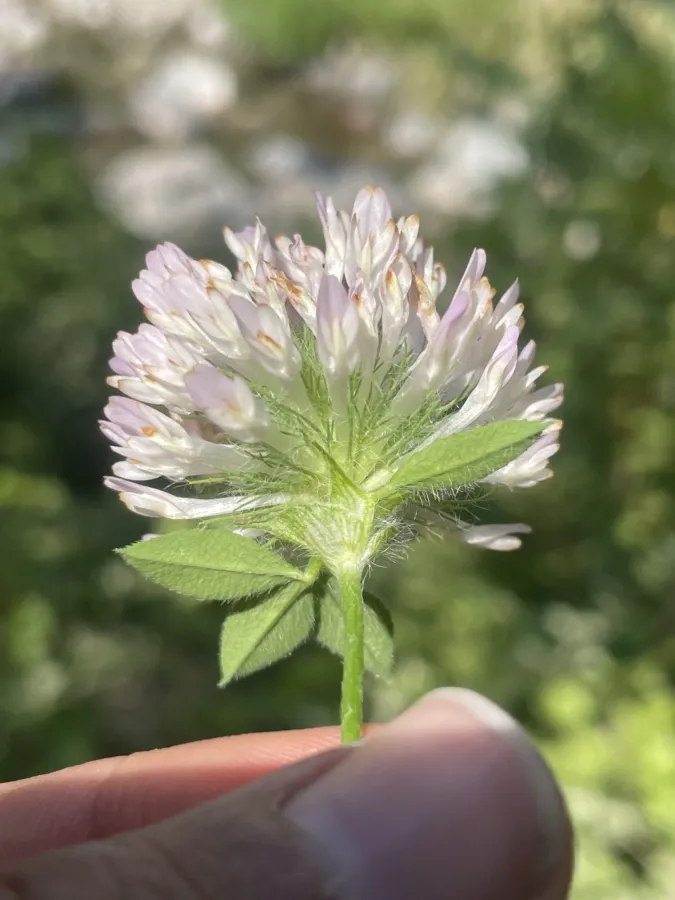 Trifolium pratense