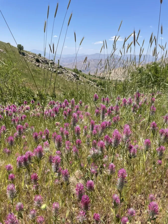 Trifolium purpureum