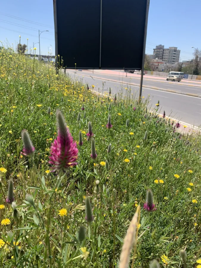 Trifolium purpureum