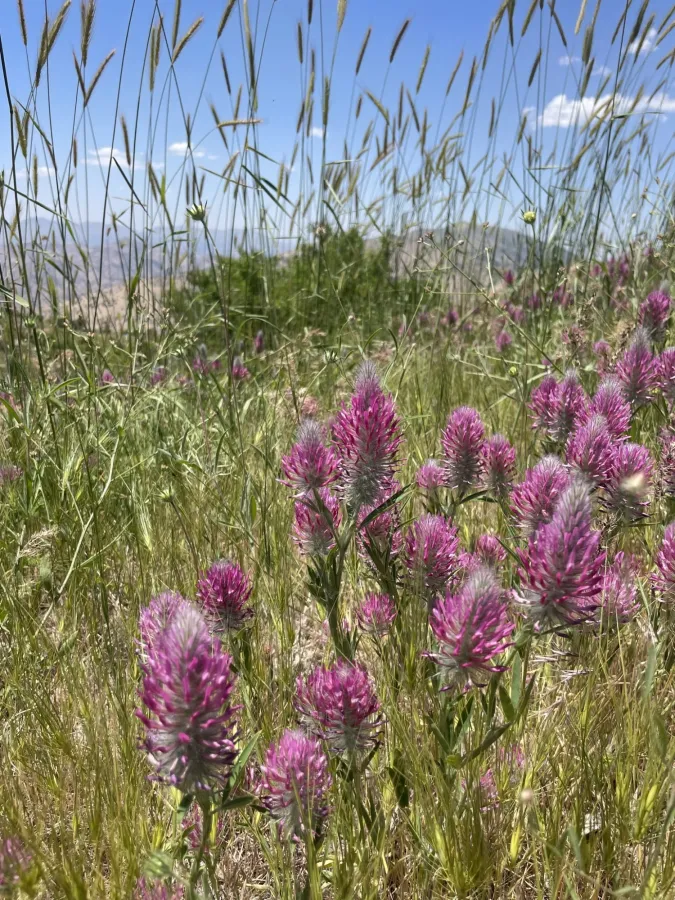 Trifolium purpureum