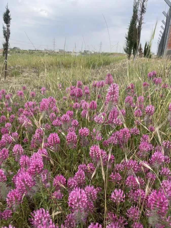 Trifolium purpureum