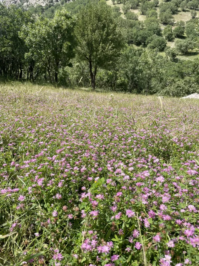 Trifolium resupinatum