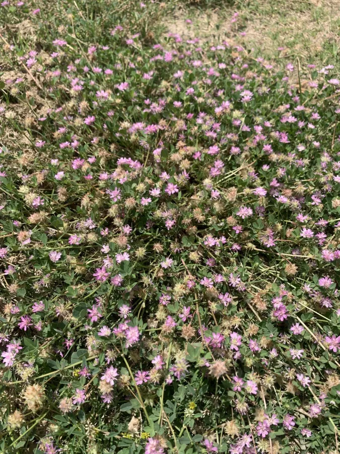 Trifolium resupinatum