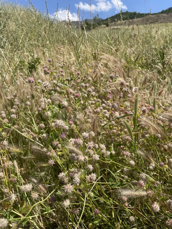 Trifolium resupinatum