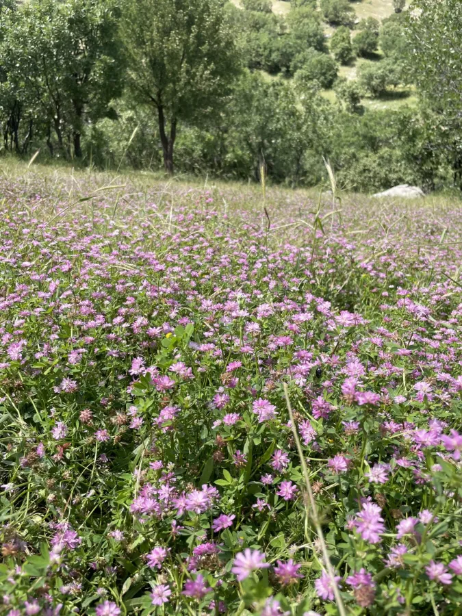 Trifolium resupinatum