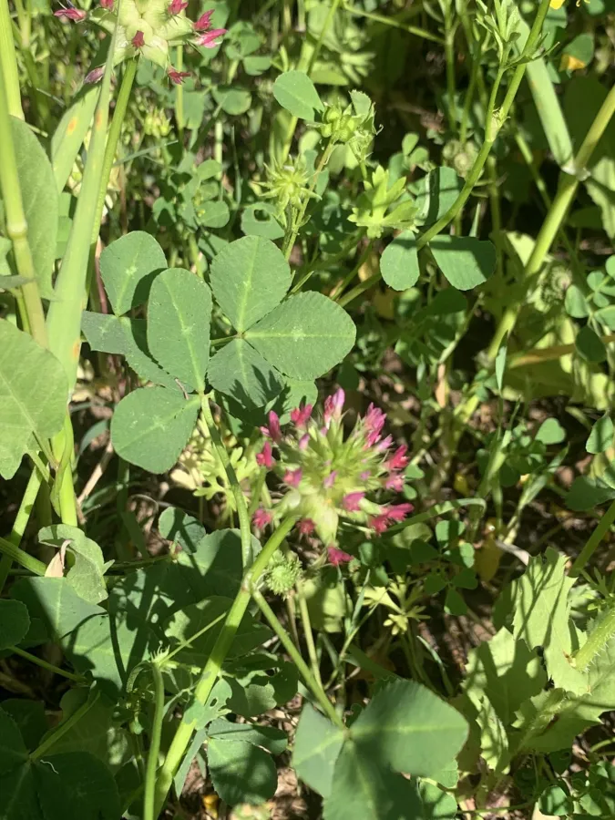 Trifolium spumosum
