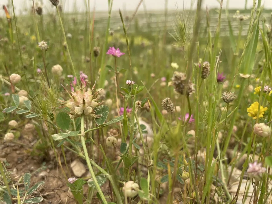 Trifolium spumosum