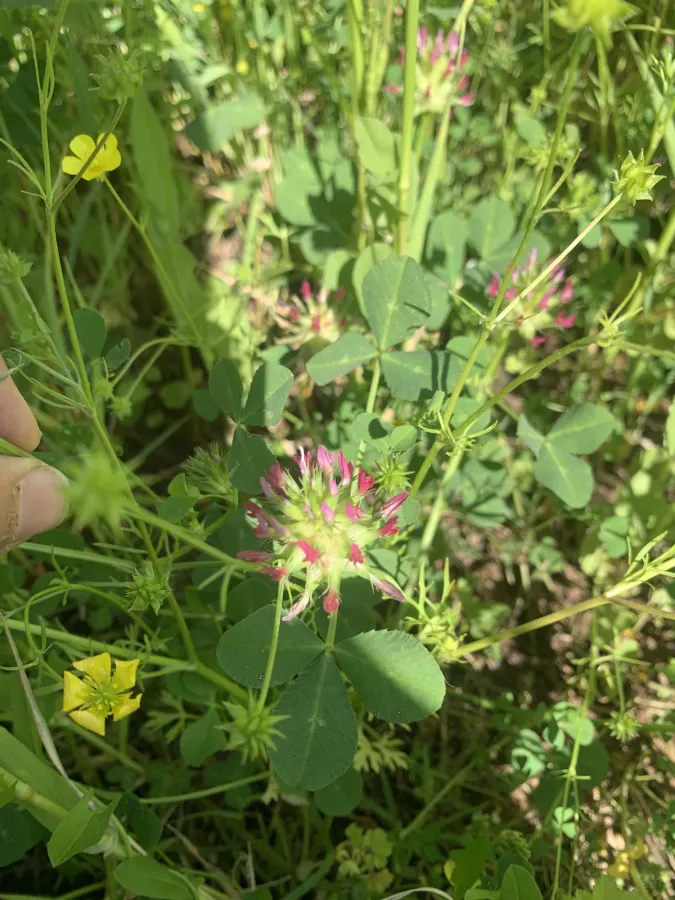 Trifolium spumosum