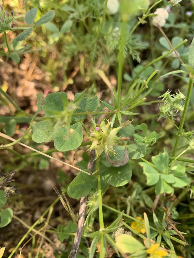 Trifolium spumosum