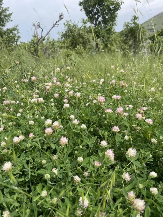 Trifolium squamosum