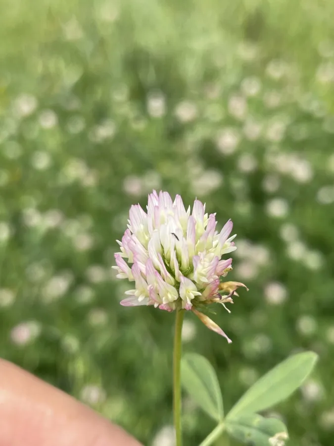 Trifolium squamosum