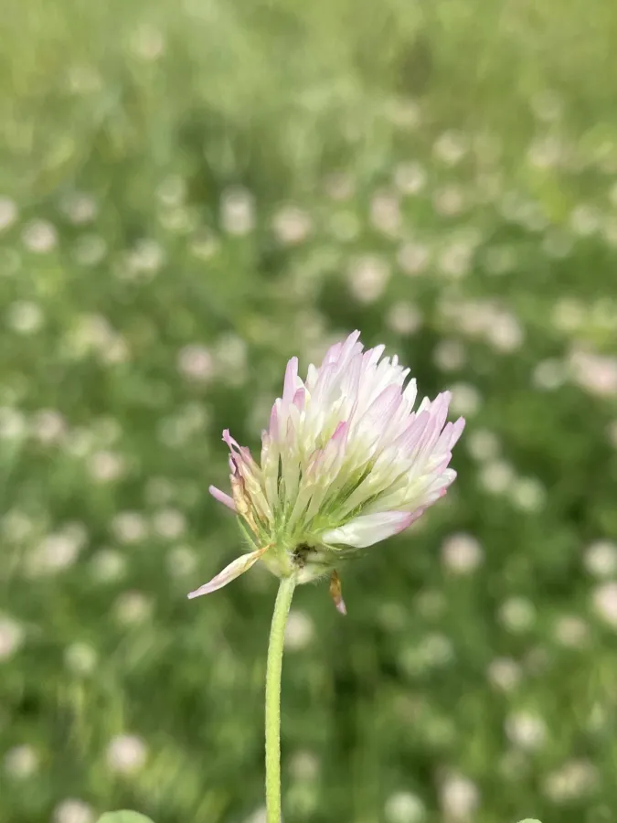 Trifolium squamosum