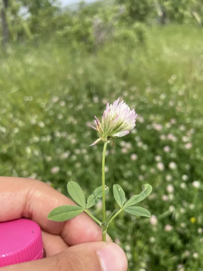 Trifolium squamosum