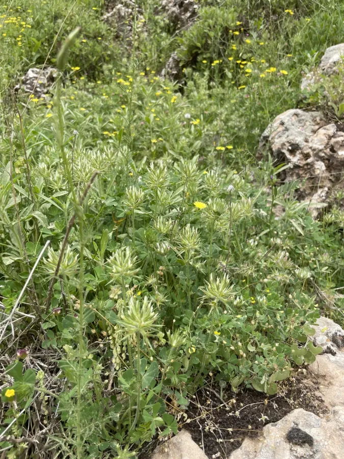Trifolium stellatum