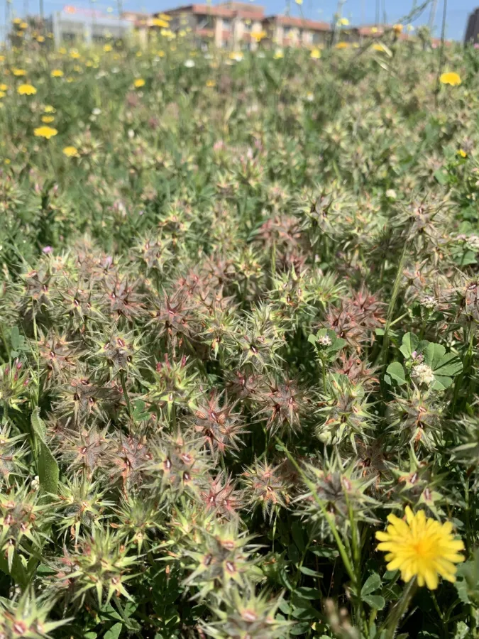 Trifolium stellatum