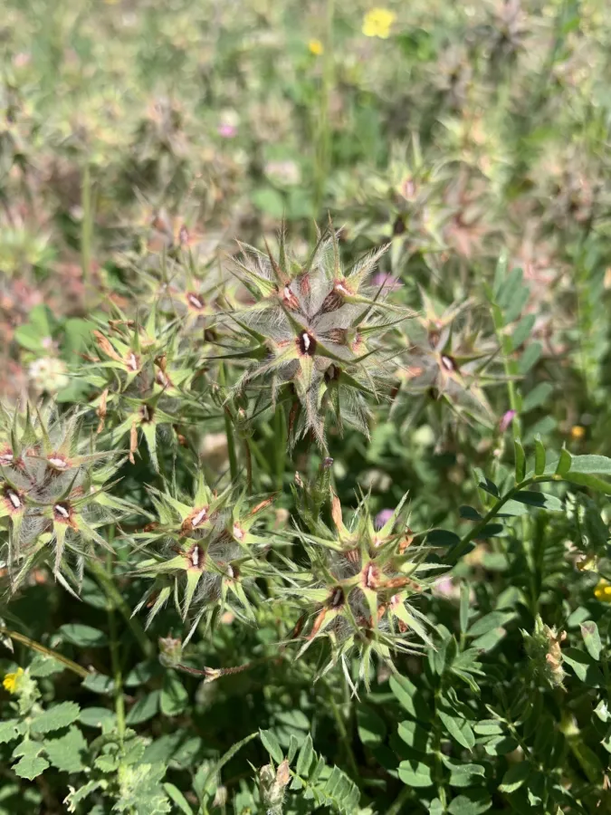 Trifolium stellatum