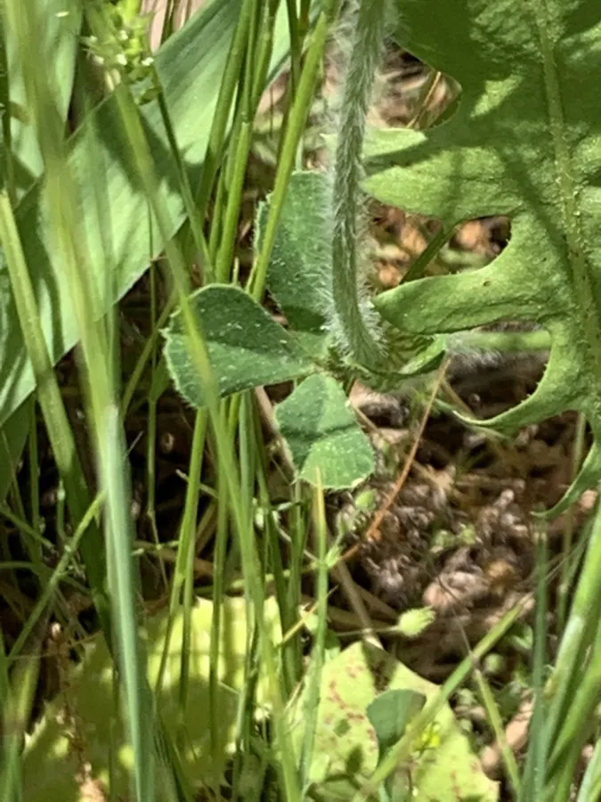 Trifolium stellatum
