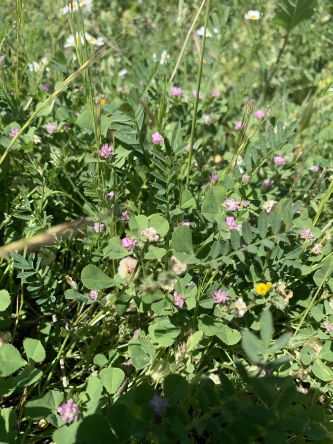 Trifolium tomentosum