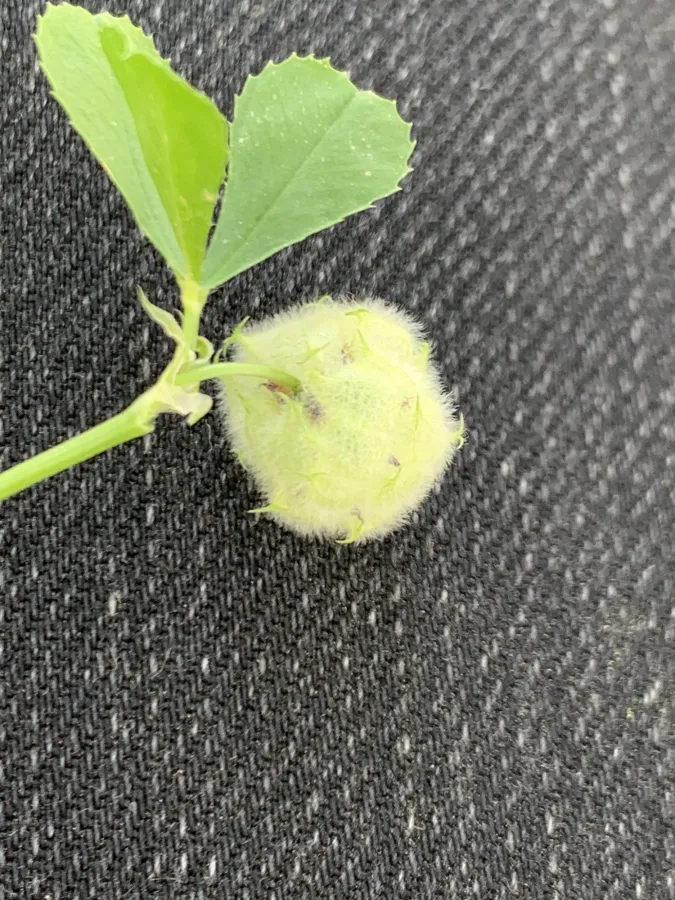 Trifolium tomentosum