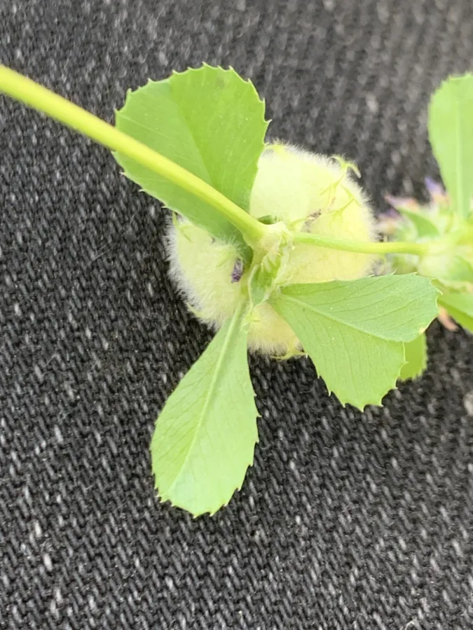 Trifolium tomentosum