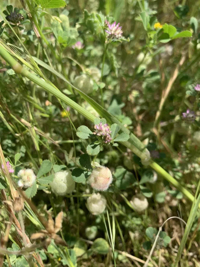 Trifolium tomentosum