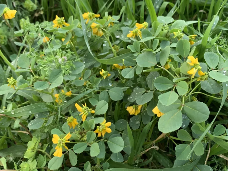 Trigonella caelesyriaca