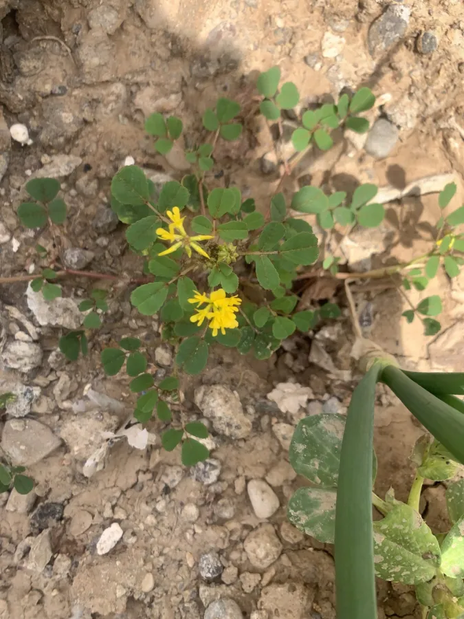 Trigonella caelesyriaca