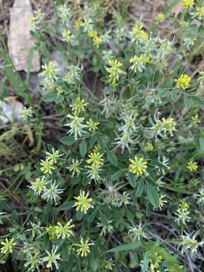 Trigonella filipes